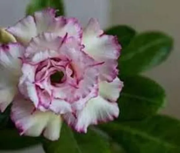 Adenium_Plant_(Hybrid,_Pack_of_1)