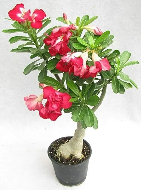 Adenium_Plant_(Hybrid,_Pack_of_1)