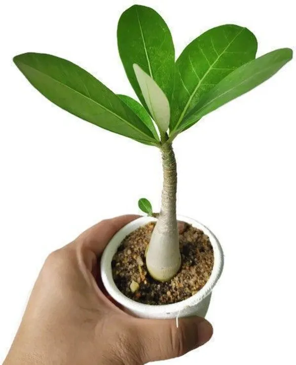 Adenium_Plant_(Hybrid,_Pack_of_1)