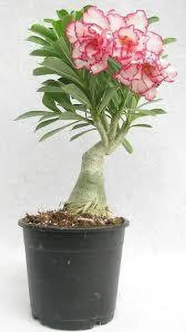 Adenium_Plant_(Hybrid,_Pack_of_1)