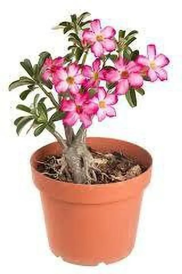Adenium_Plant_(Hybrid,_Pack_of_1)
