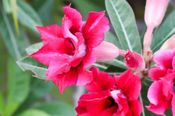 Adenium_Plant_(Hybrid,_Pack_of_1)