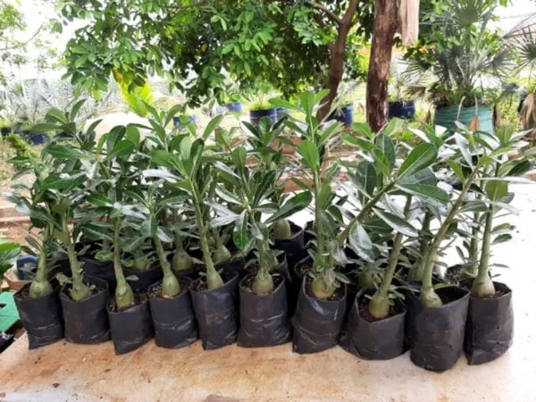Adenium_Plant_(Hybrid,_Pack_of_1)