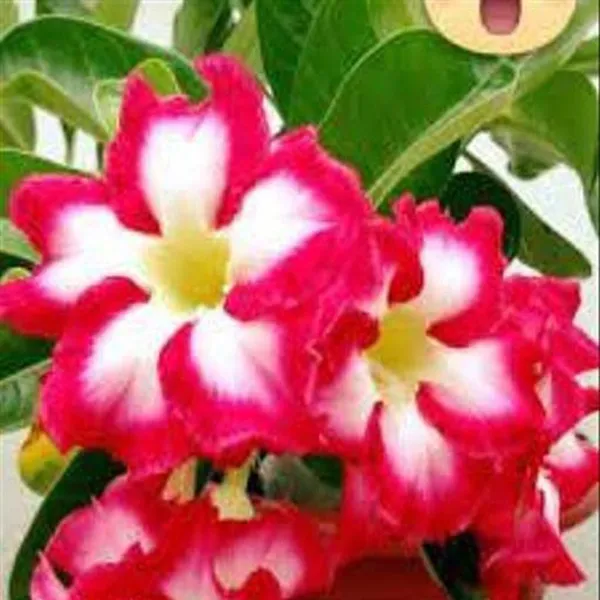 Adenium_Plant_(Hybrid,_Pack_of_1)