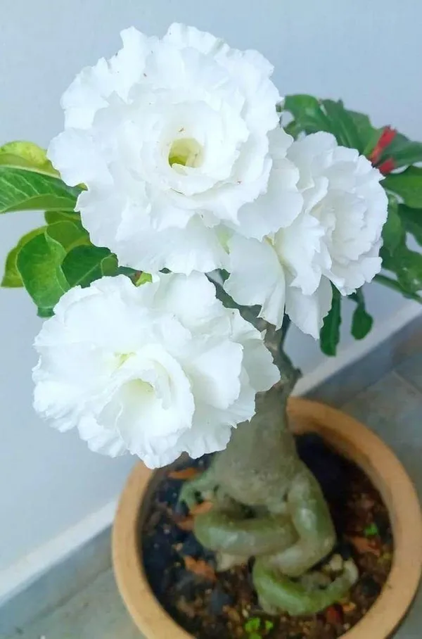 Adenium_Plant_(Hybrid,_Pack_of_1)