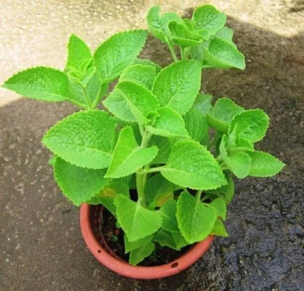 Ajwain_Plant_(Hybrid,_Pack_of_1)