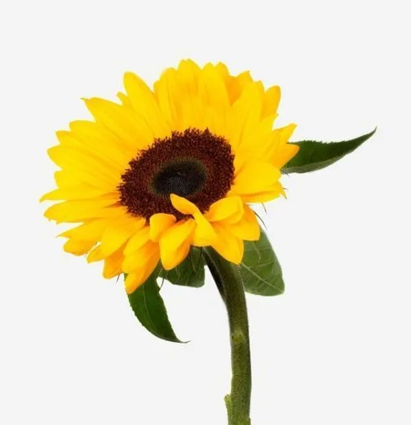 Sunflower_Plant_(Hybrid,_Pack_of_1)