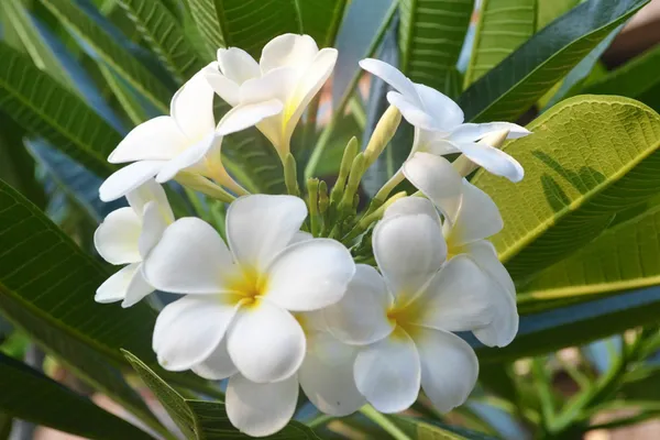 Plumeria_Plant_(Hybrid,_Pack_of_1)