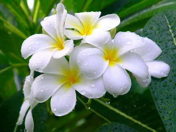 Plumeria_Plant_(Hybrid,_Pack_of_1)