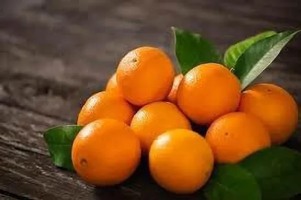Orange_Plant_(Hybrid,_Pack_of_1)