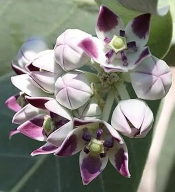 Safed_Aak_Plant_(Hybrid,_Pack_of_1)