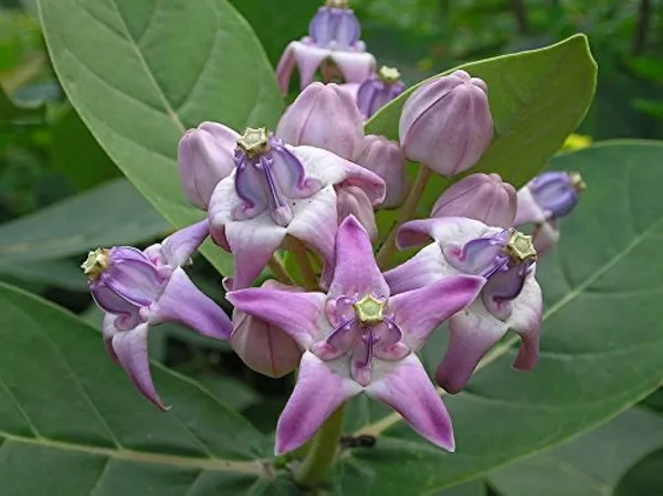 Safed_Aak_Plant_(Hybrid,_Pack_of_1)