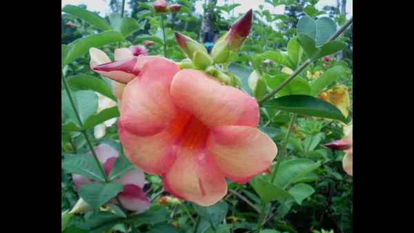 Heart_Leaf_Oxycardium_Plant_(Hybrid,_Pack_of_1)