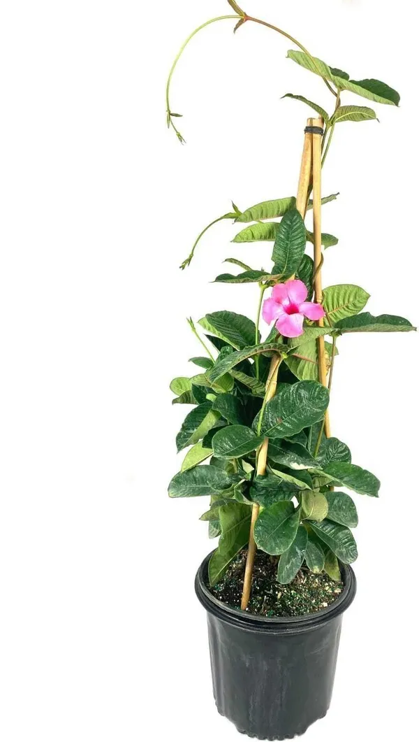 Mandevilla_Plant_(Hybrid,_Pack_of_1)