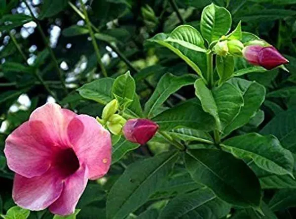 ZZ_Plant_(Hybrid,_Pack_of_1)