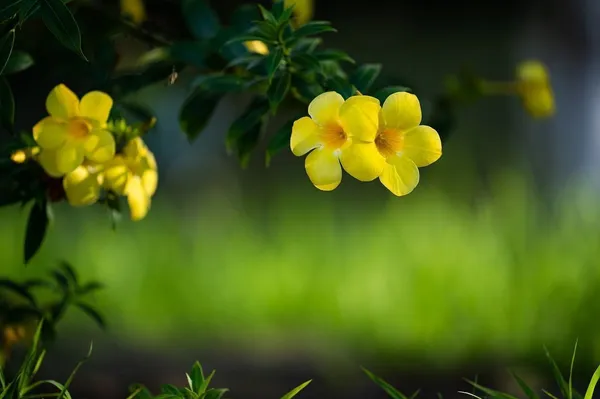 Indian_trumpet_flower_Plant_(Hybrid,_Pack_of_1)