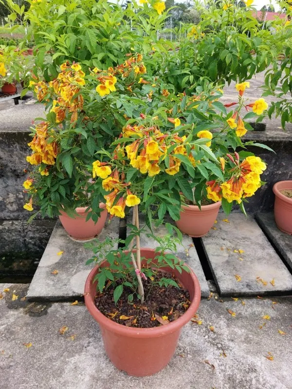 Tecoma_Plant_(Hybrid,_Pack_of_1)