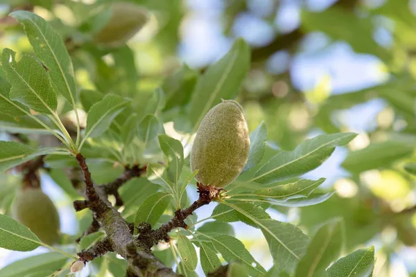 Almond_Plant_(Hybrid,_Pack_of_1)
