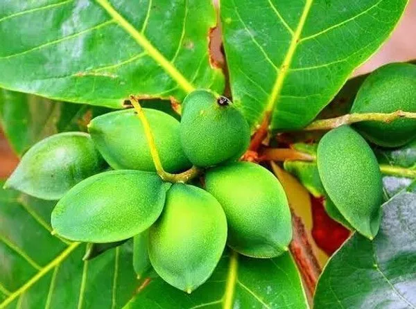 Almond_Plant_(Hybrid,_Pack_of_1)