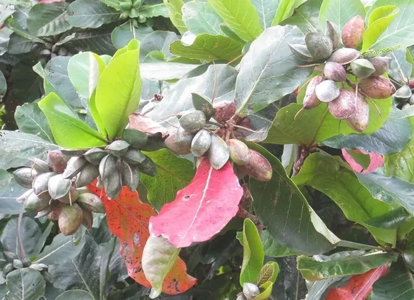 Almond_Plant_(Hybrid,_Pack_of_1)