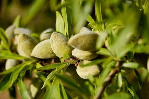 Almond_Plant_(Hybrid,_Pack_of_1)