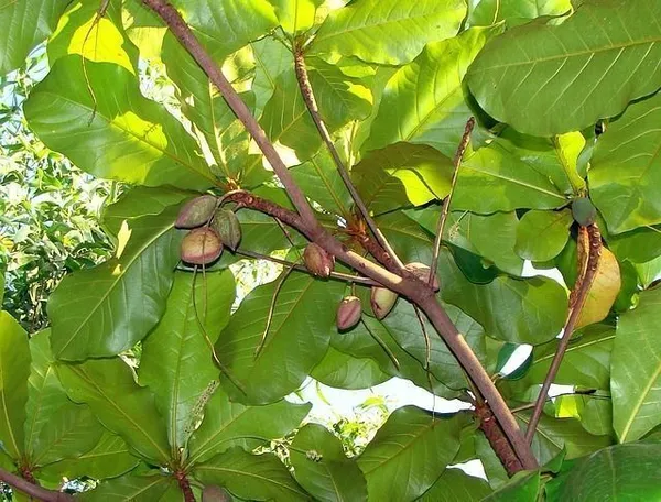 Almond_Plant_(Hybrid,_Pack_of_1)