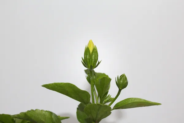 Almond_Plant_(Hybrid,_Pack_of_1)