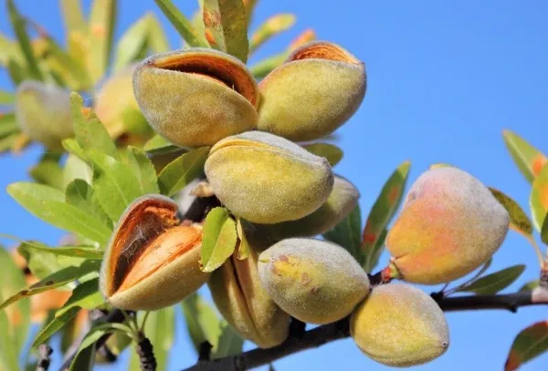 Almond_Plant_(Hybrid,_Pack_of_1)