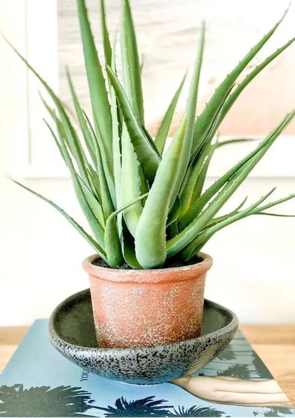 Aloe_Vera_Plant_(Hybrid,_Pack_of_1)