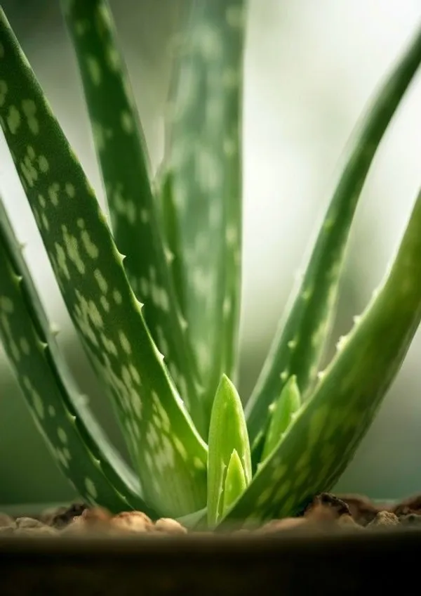 Aloe_Vera_Plant_(Hybrid,_Pack_of_1)
