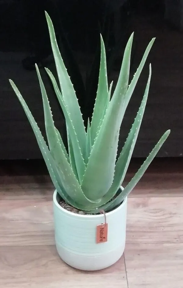 Aloe_Vera_Plant_(Hybrid,_Pack_of_1)