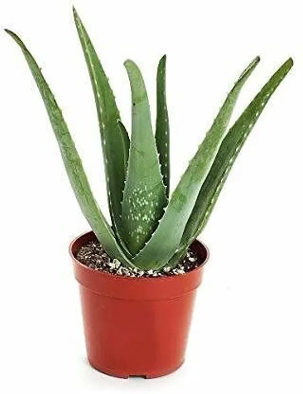 Aloe_Vera_Plant_(Hybrid,_Pack_of_1)
