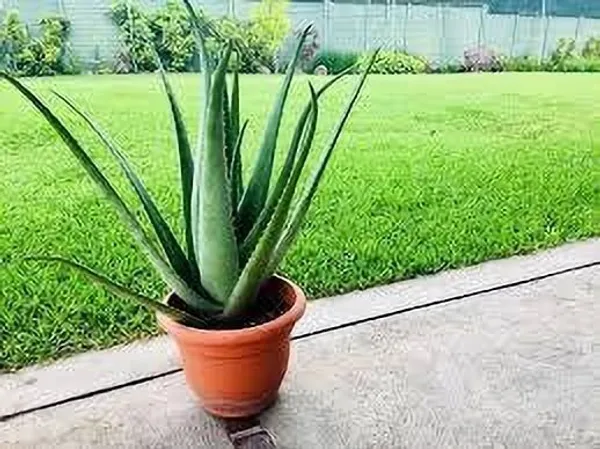 Aloe_Plant_(Hybrid,_Pack_of_1)
