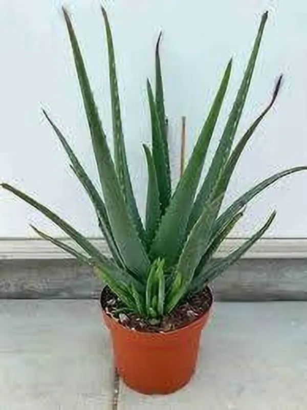 Aloe_Plant_(Hybrid,_Pack_of_1)