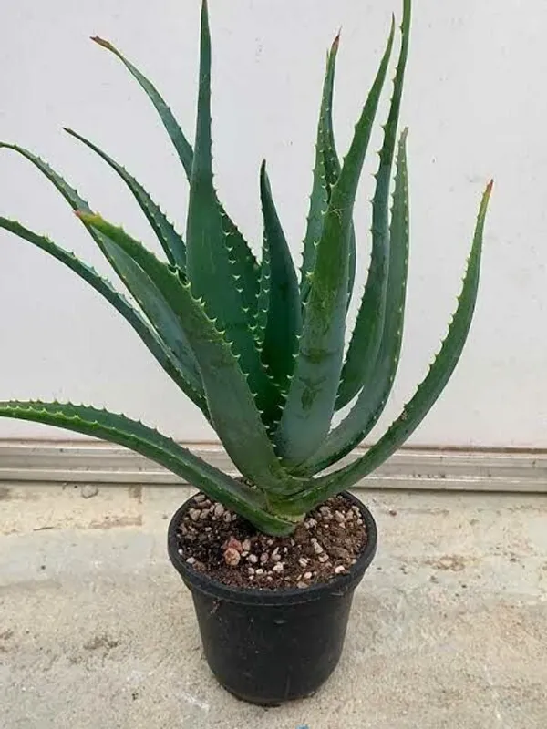 Aloe_Vera_Plant_(Hybrid,_Pack_of_1)