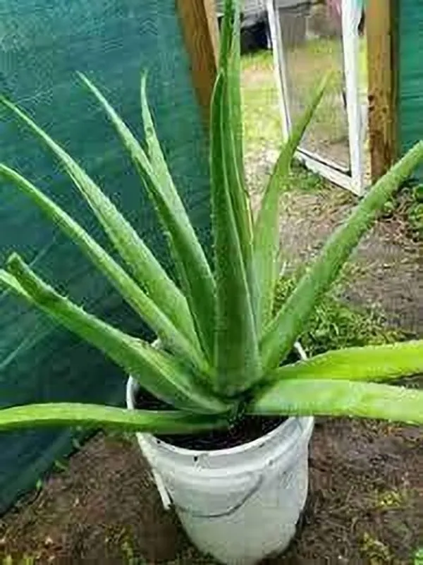 Aloe_Vera_Plant_(Hybrid,_Pack_of_1)