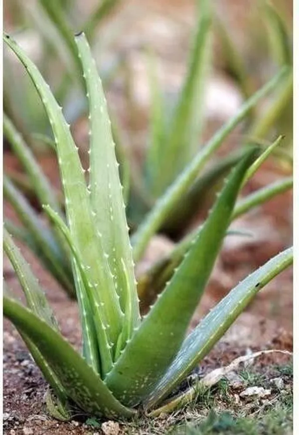 Aloe_Vera_Plant_(Hybrid,_Pack_of_1)