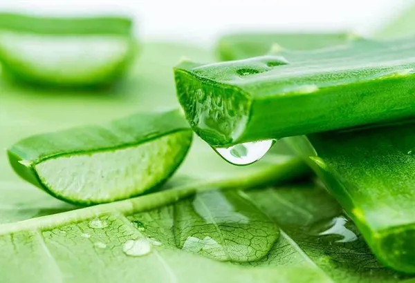 Aloe_Vera_Plant_(Hybrid,_Pack_of_1)