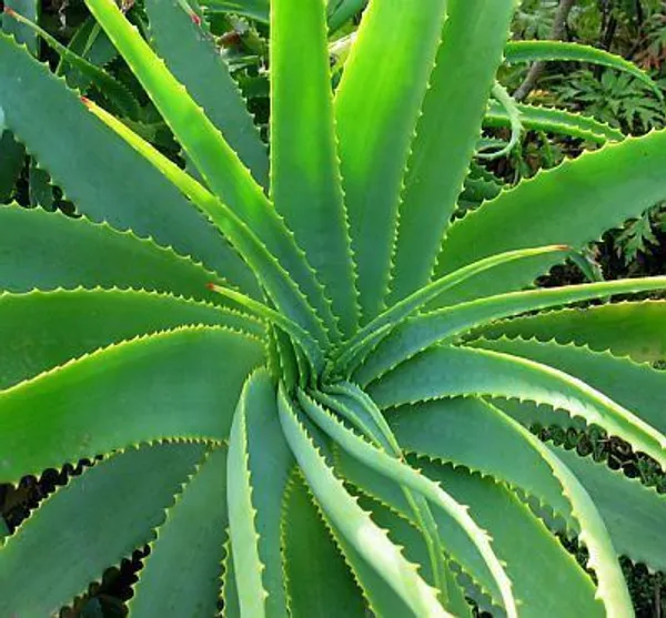 Aloe_Vera_Plant_(Hybrid,_Pack_of_1)
