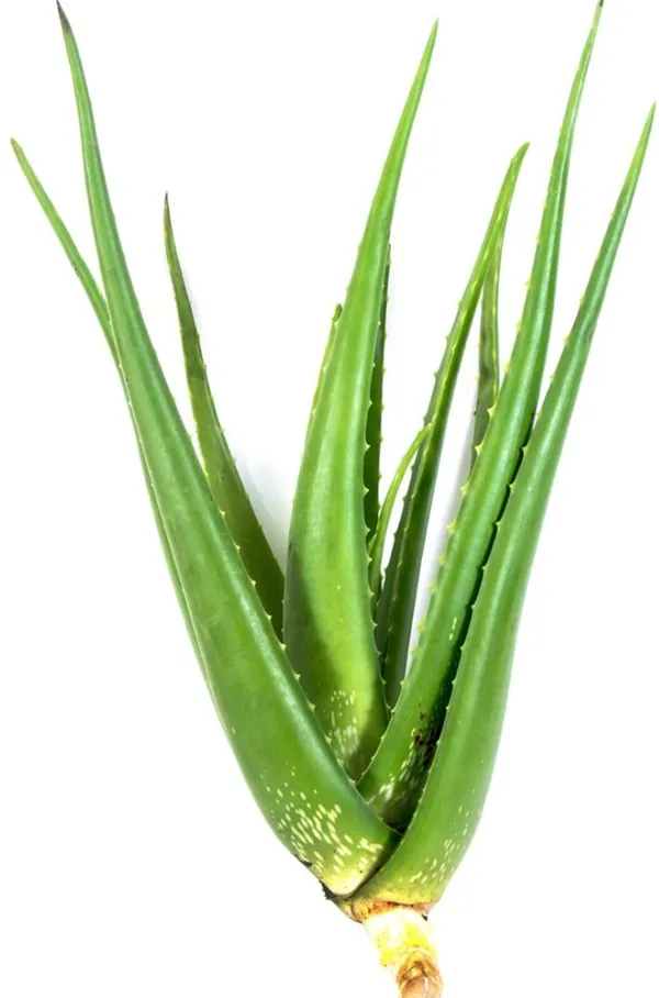 Aloe_Vera_Plant_(Hybrid,_Pack_of_1)