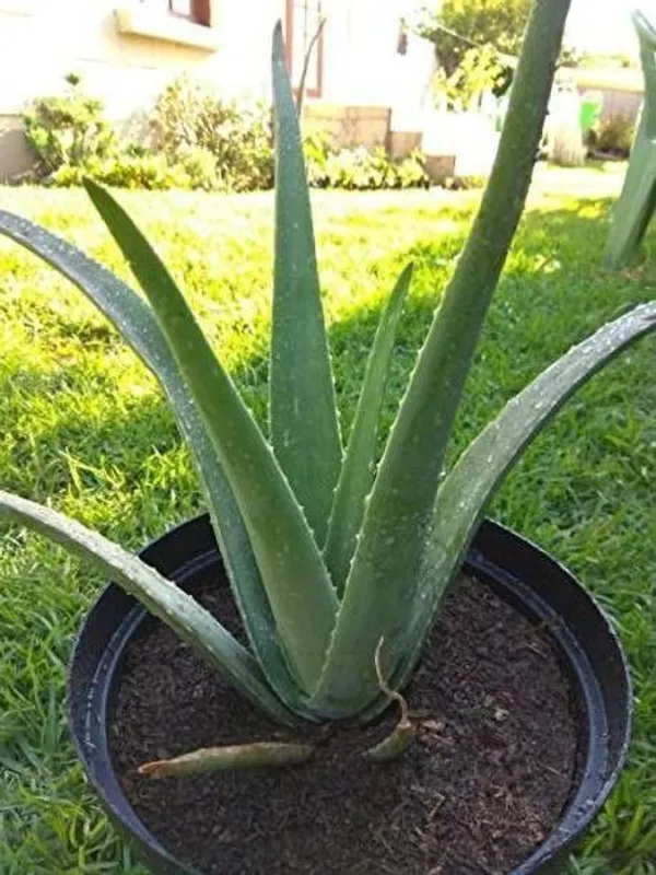 Aloe_Vera_Plant_(Hybrid,_Pack_of_1)