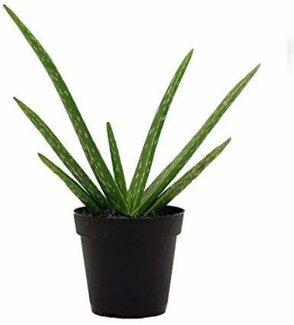 Aloe_Vera_Plant_(Hybrid,_Pack_of_1)