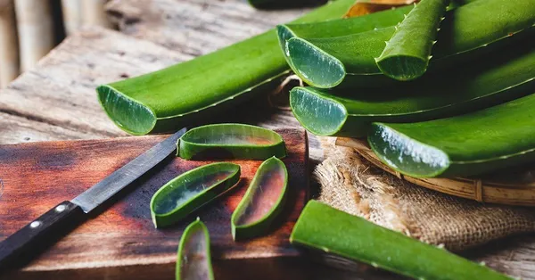 Aloe_Vera_Plant_(Hybrid,_Pack_of_1)