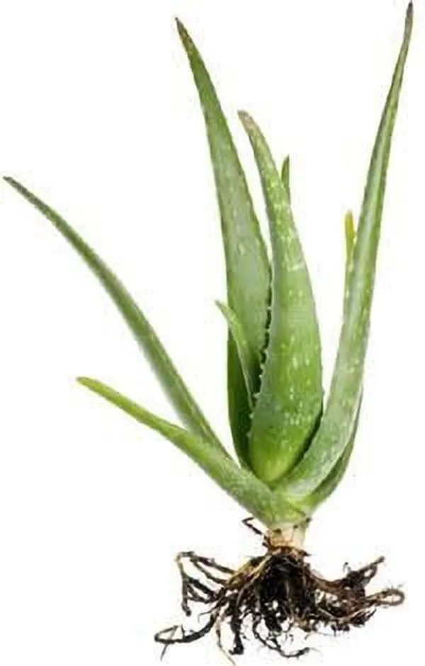 Aloe_Vera_Plant_(Hybrid,_Pack_of_1)