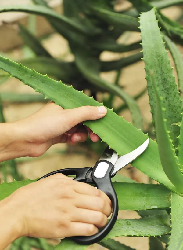 Aloe_Vera_Plant_(Hybrid,_Pack_of_1)