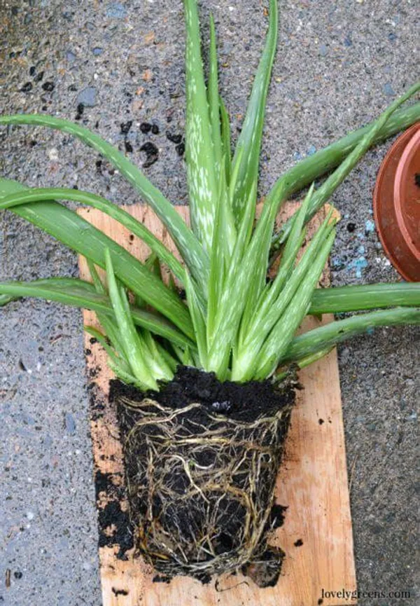 Aloe_Vera_Plant_(Hybrid,_Pack_of_1)