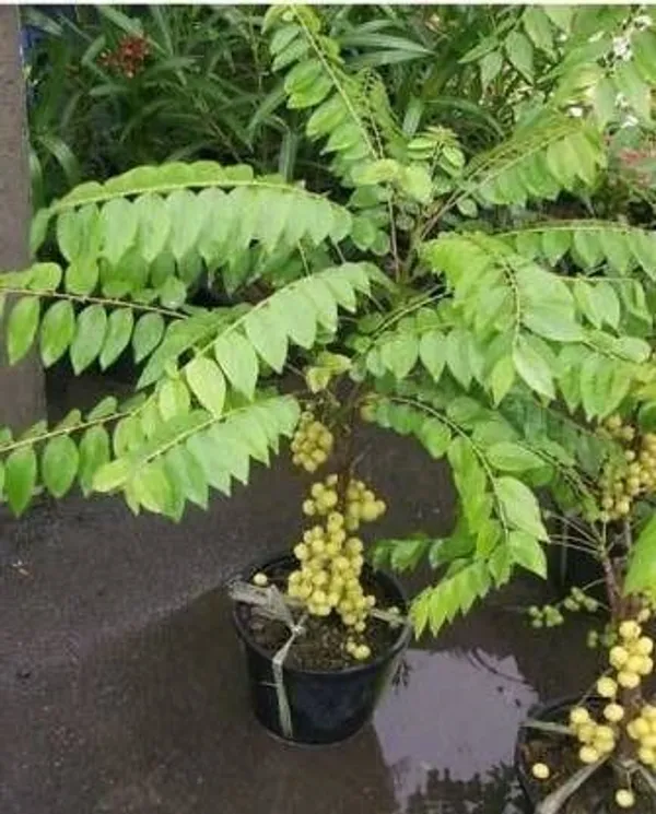 Amla_Plant_(Hybrid,_Pack_of_1)