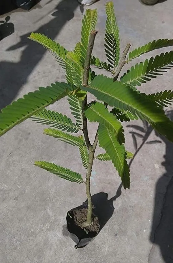 Amla_Plant_(Hybrid,_Pack_of_1)