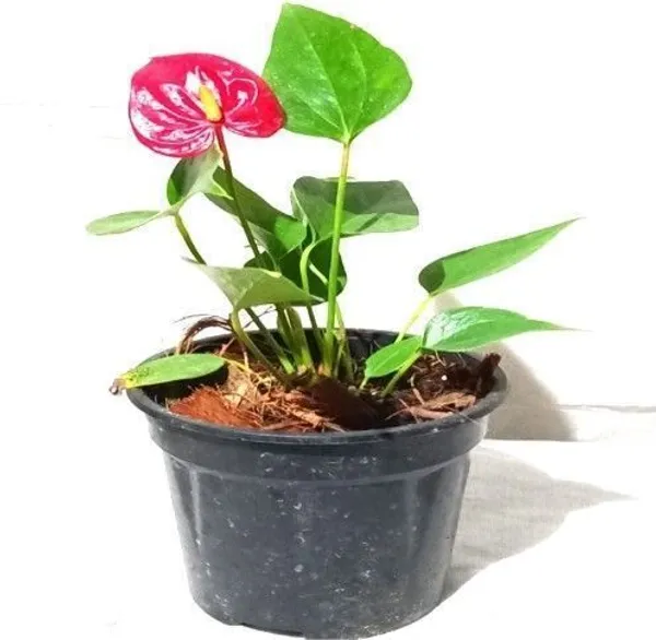Anthurium_Plant_(Hybrid,_Pack_of_1)