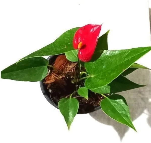 Anthurium_Plant_(Hybrid,_Pack_of_1)
